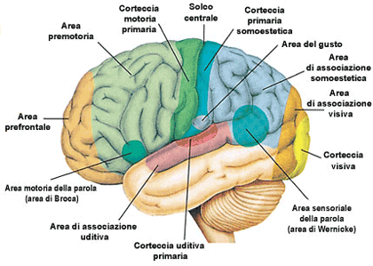 Toc Toc! Che cosa c'è nel corpo umano? Scopriamo il cervello